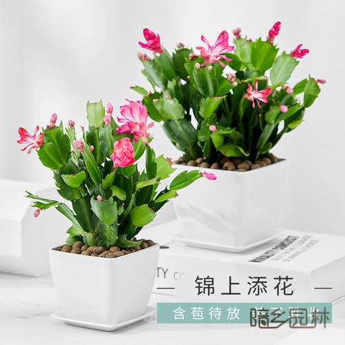 杭州花卉租擺-蟹爪蘭